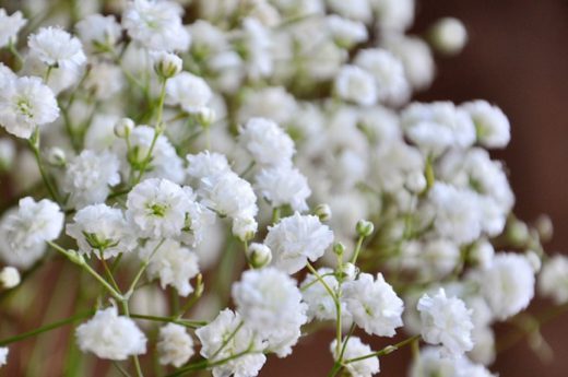 flowerduet-babysbreath-closeup - Every Bloomin Thing