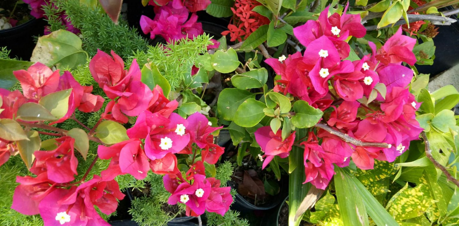 Dwarf bougainvillea - Every Bloomin Thing